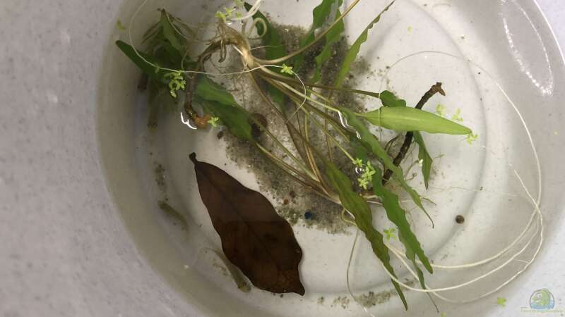 Jungtiere von Pelvicachromis sacrimontis RED im Kübel - kurz, bevor sie ins Becken von Helga Kury (3)