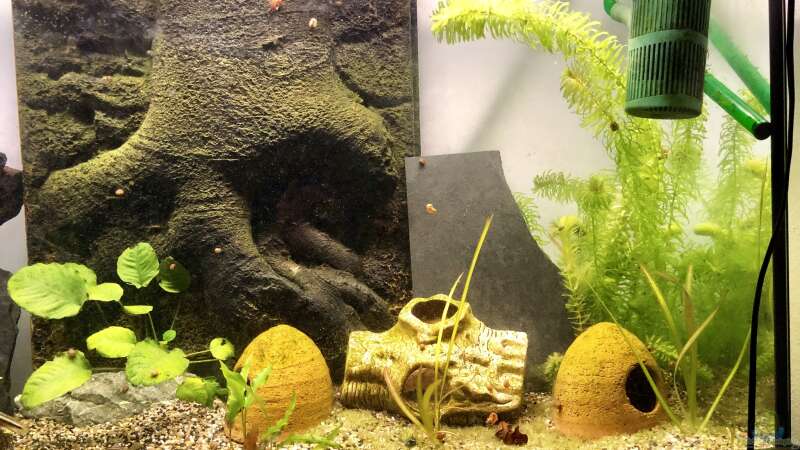 Meine jungen Pelvicachromis sacrimontis RED tummeln sich im Becken... Morgens um von Helga Kury (4)