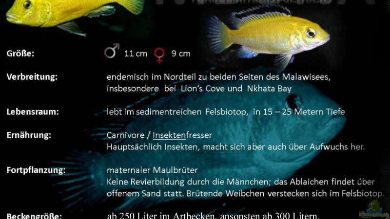 Artentafel zu Labidochromis caeruleus yellow von Florian Bandhauer (69)