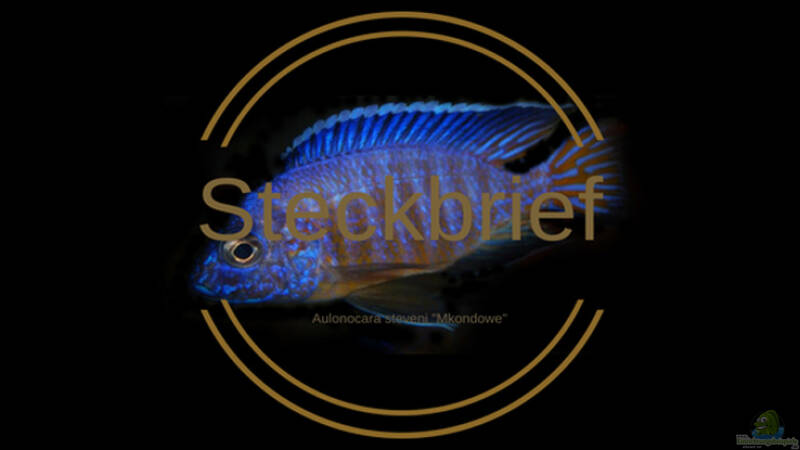 Aulonocara steveni ‚Mkondowe‘