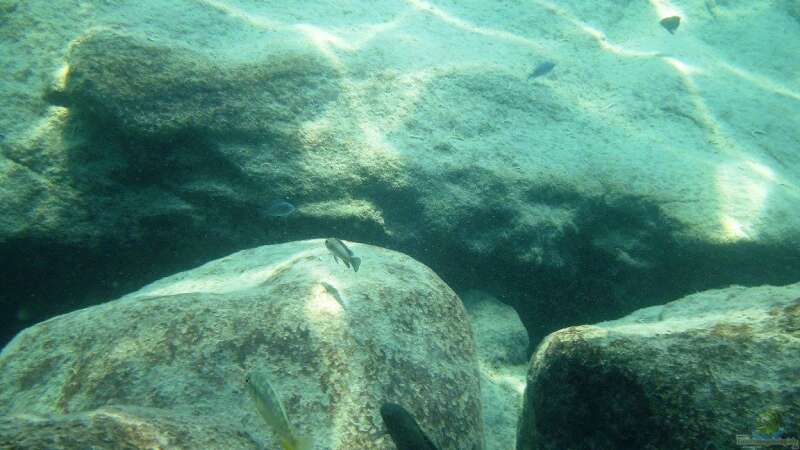 Eindrücke aus dem See bei Kawanga Rocks - Bild 2 von Florian Bandhauer (11)
