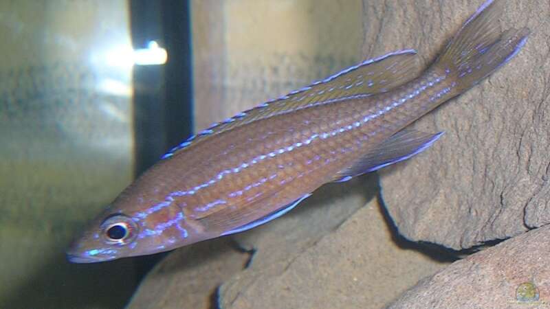 Paracyprichromis Blue Neon von Mikolas Rost (15)