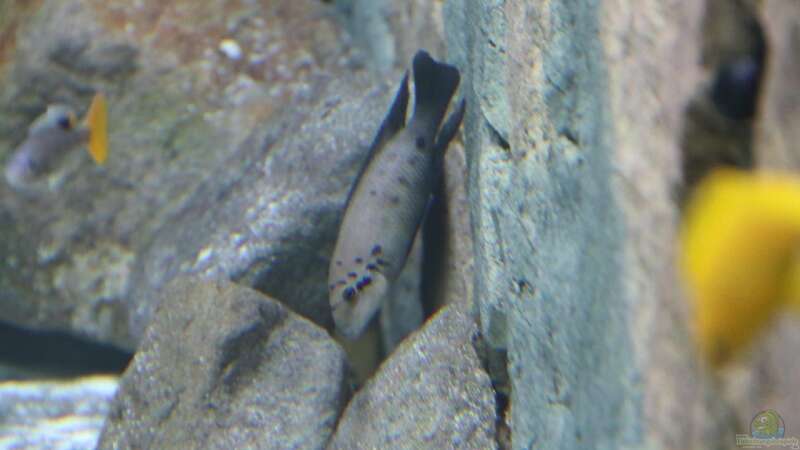 Chalinochromis ndobhoi von 8 CBM (65)