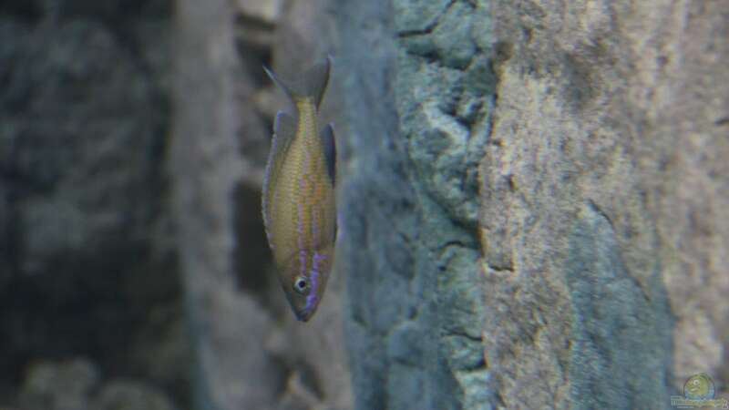 Aquarien mit Paracyprichromis nigripinnis (Neon-Kärpflingscichlide)  - Paracyprichromis-nigripinnisaquarium