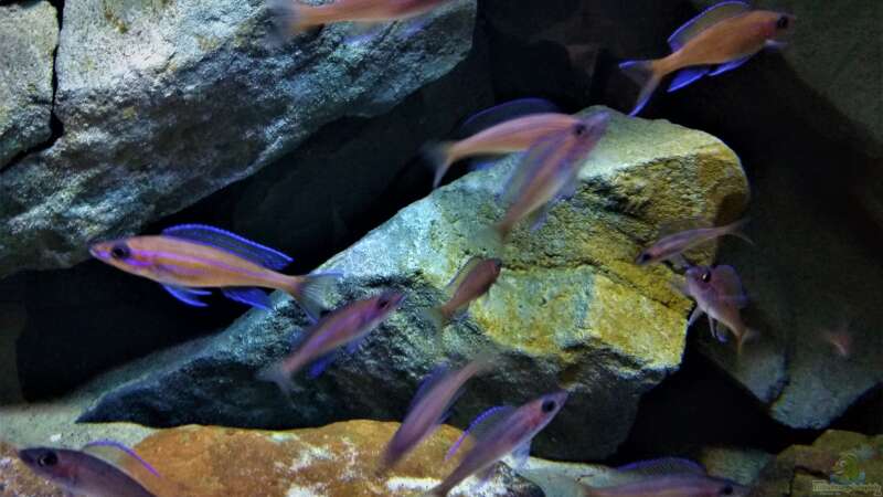Paracyprichromis nigripinnis blue neon von pacho (24)