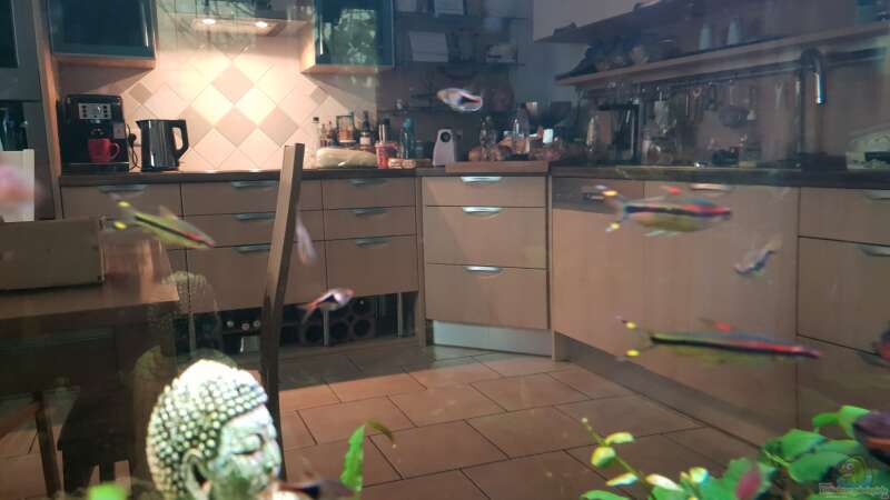Rotstrichbarben in der Küche (Torpedo Barbus)  von Manuela&Mike (4)