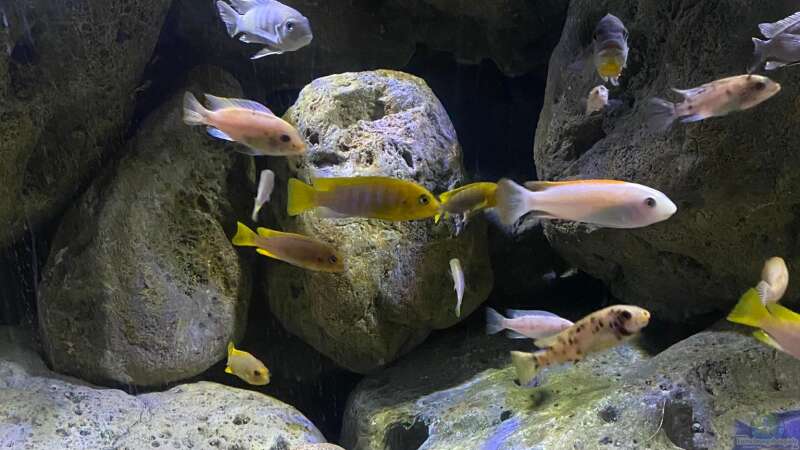 Besatz im Aquarium Mbuna Felszone von Fab! (26)