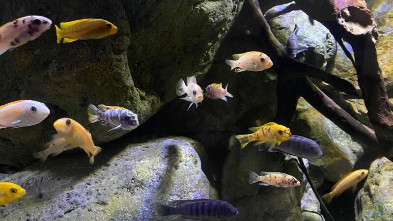 Besatz im Aquarium Mbuna Felszone von Fab! (28)