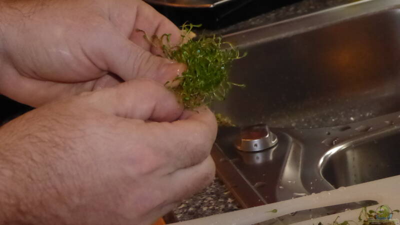 Pflänzchen in kleine Teile zupfen von AchimSaar (28) Pflänzchen in kleine Teile zupfen von AchimSaar (28)