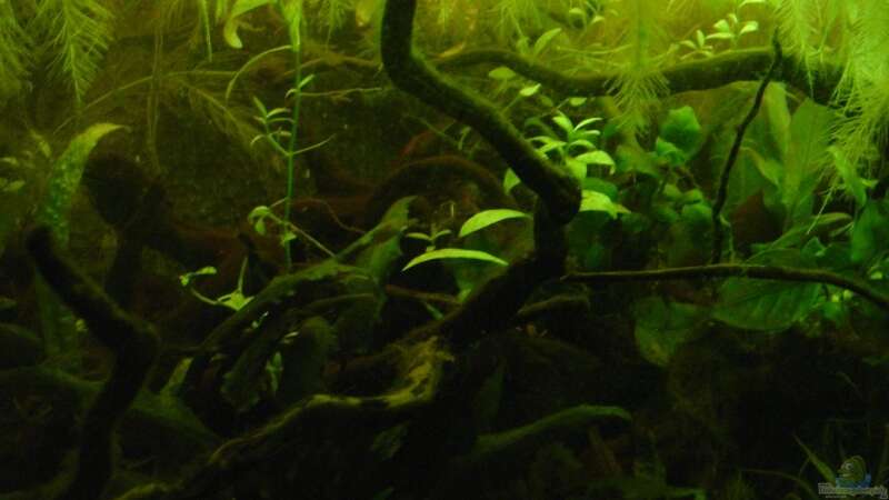 Aquarium Becken 3777 von Nico Nowotny (3)