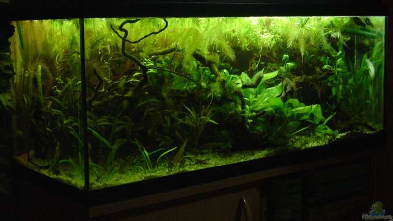 Aquarium Becken 3777 von Nico Nowotny (4)