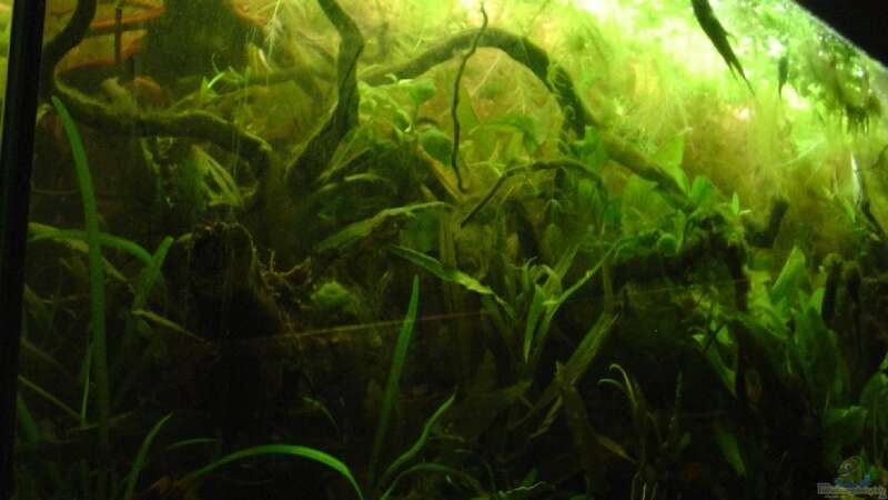 Aquarium Becken 3777 von Nico Nowotny (6)