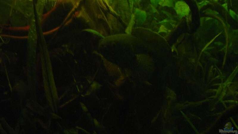 Besatz im Aquarium Becken 3777 von Nico Nowotny (13)