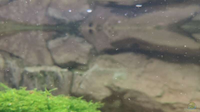 Aquarien mit Dermogenys pusilla (Hechtköpfiger Halbschnäbler)  - Dermogenys-pusillaaquarium