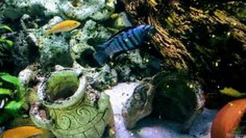 Aquarium Becken 37787 von Tabea Frey (3)
