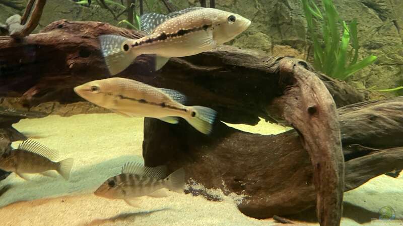 Besatz im Aquarium Amazonas von Heini07 (4)