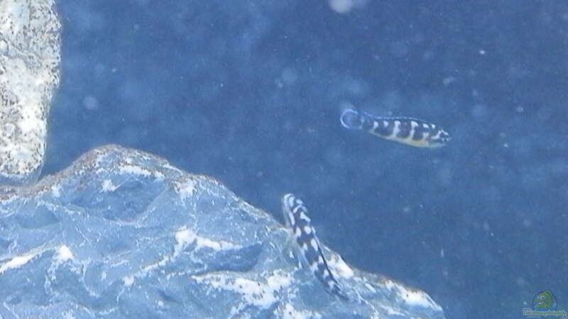 Bilder vom 6.1.19 Julidochromis transcritus Kissi von Malamute (37)
