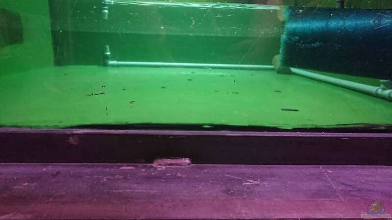 Aquarium Kellerpfütze von kellerkind (46)