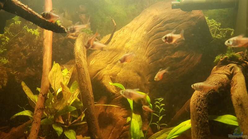 Besatz im Aquarium Kleines Amazonas Biotop von Kevin Engelsberger (40)