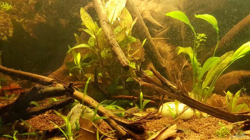 Pflanzen im Aquarium Kleines Amazonas Biotop von Kevin Engelsberger (3)