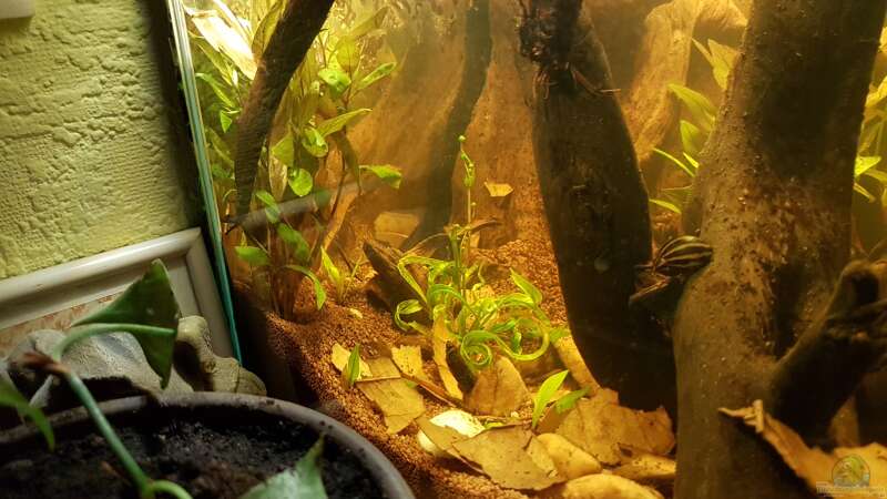 Pflanzen im Aquarium Kleines Amazonas Biotop von Kevin Engelsberger (6)