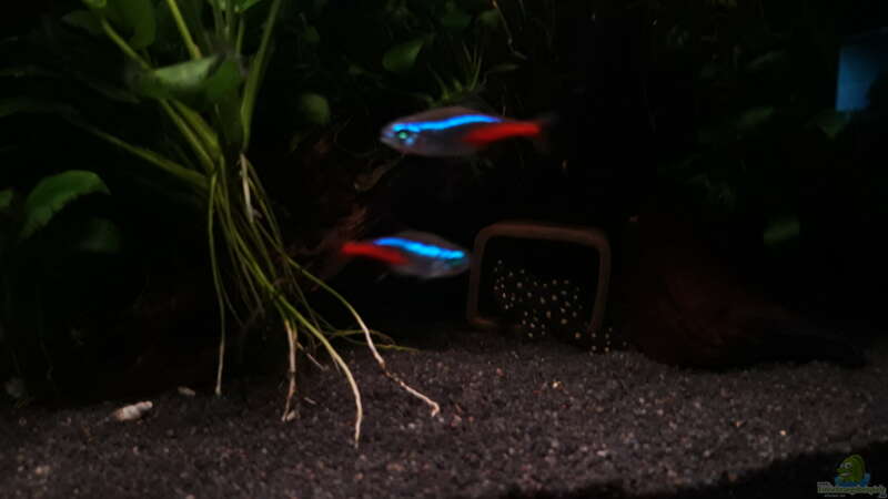 Neonsalmler im Aquarium halten (Einrichtungsbeispiele für Neonfische)