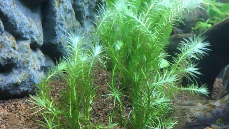 Mayaca fluviatilis wächst sehr gut  von Chris Bert (7)