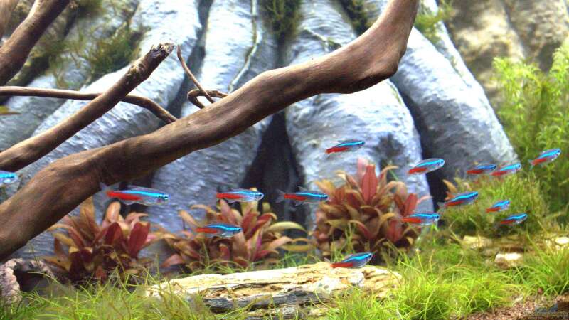 Neonsalmler im Aquarium halten (Einrichtungsbeispiele für Neonfische)  - Neonsalmleraquarium