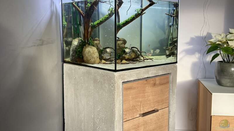 Aquarium Beton und Holz von Chris_R. (13)