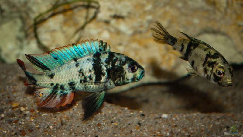 Paralabidochromis chromogynos im Aquarium (Einrichtungsbeispiele für Paralabidochromis chromogynos)  - Paralabidochromis-chromogynosaquarium