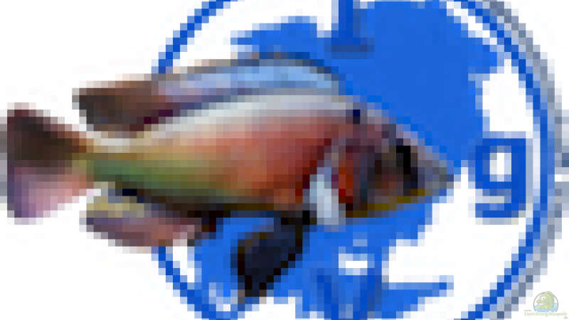 Userbild von tonisafricancichlids von tonisafricancichlids (19)