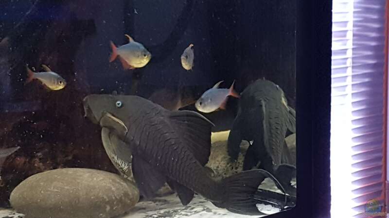 Besatz im Aquarium Südamerikabecken von Steffen Hübbers (8)