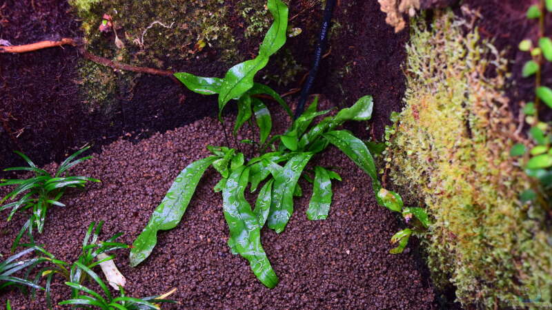 Microsorum diversifolium von Junglist (16)