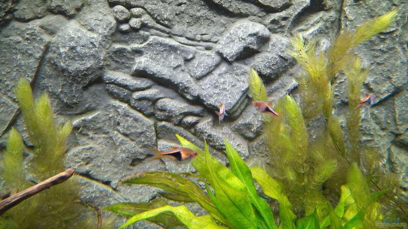 Kleiner Teil des Keilfleckbärblingschwarms. Sehr farbenfrohe aktive Fische. von AdrianSoS (62)