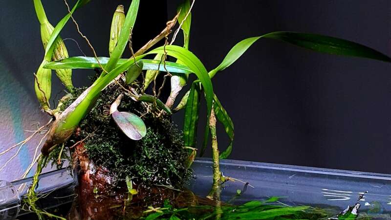 Pflanzen im Aquarium Shallow Tributary von Romano E (12)