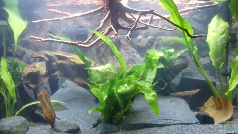 aktuelle Deko von ehemaliger User (6)