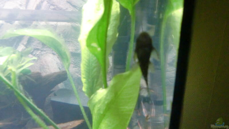 Antennenwels von ehemaliger User (10)