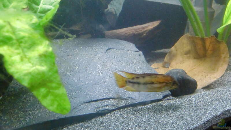 Buntbarsch Bock von ehemaliger User (13)