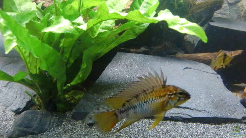 Buntbarsch Bock von ehemaliger User (15)