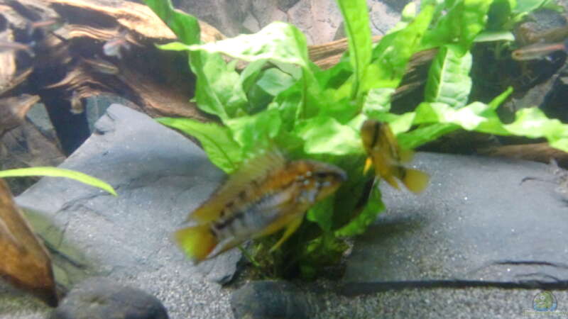 Buntbarsch Paar von ehemaliger User (17)