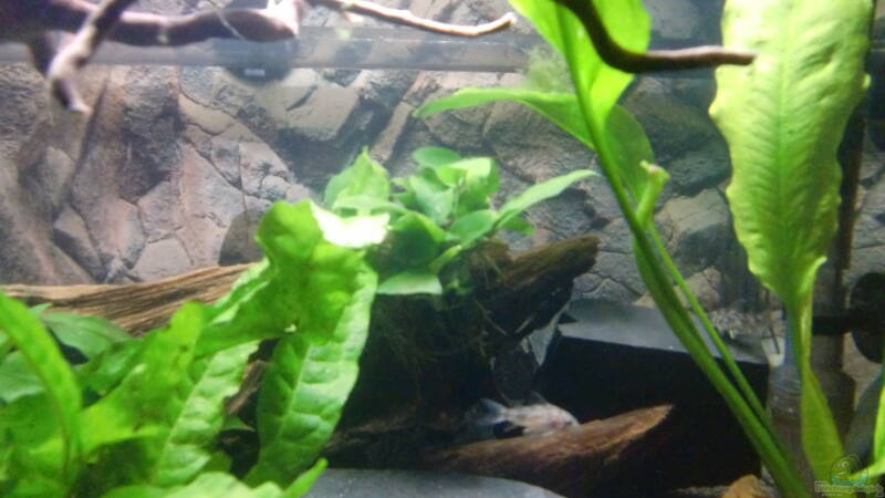 Panzerwels von ehemaliger User (18)