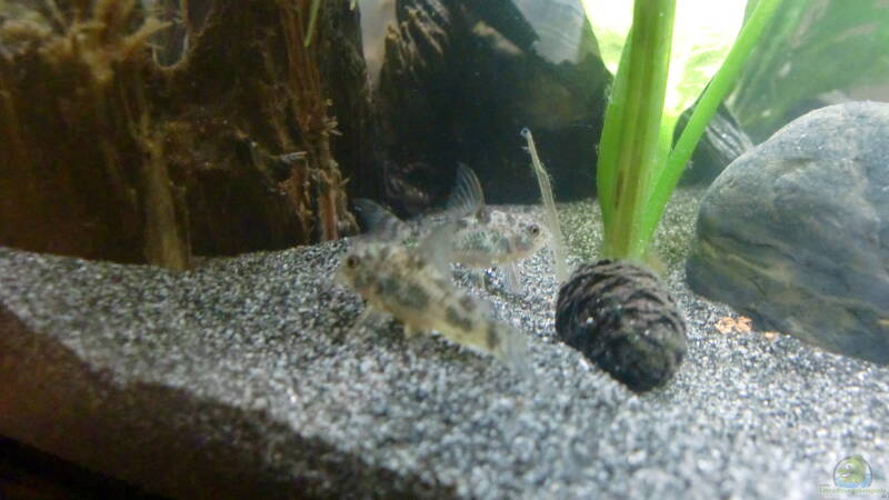 Panzerwelse von ehemaliger User (12)