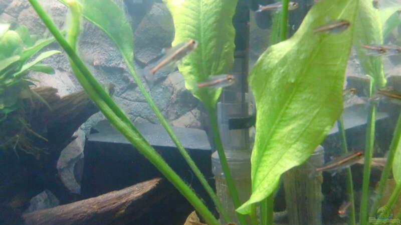 Salmler von ehemaliger User (11)