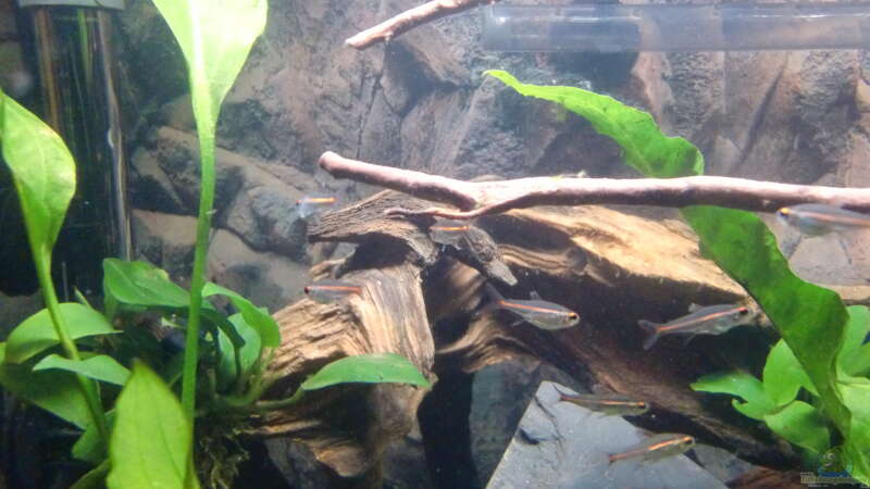 Salmler von ehemaliger User (19)