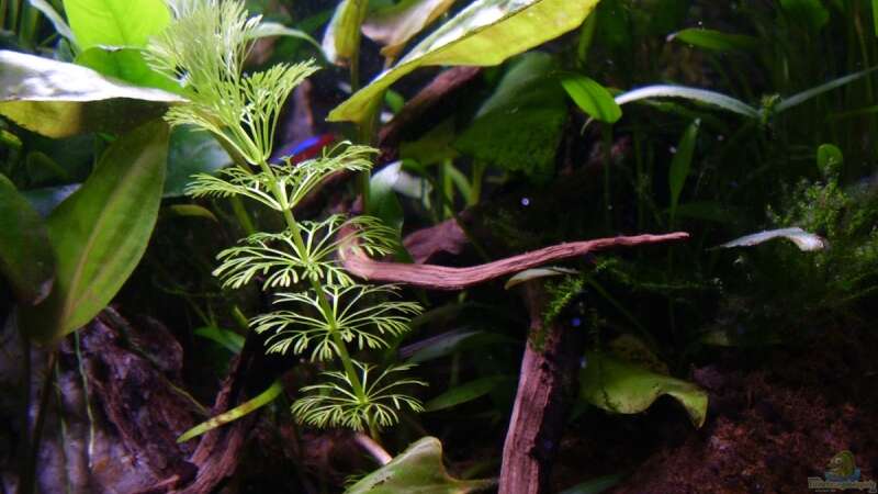 Pflanzen im Aquarium Becken 3824 von Stephan Nichter (3)