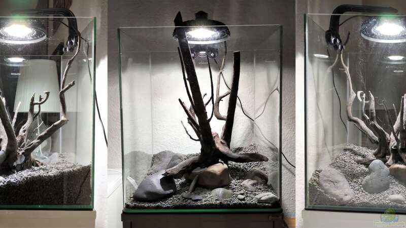 Pflanzen im Aquarium Kleiner Kubus (DENNERLE 60er) von koba2 (16)