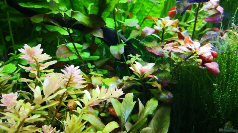 Pflanzen im Aquarium Juwel Lido 120 von Wuppi (5)