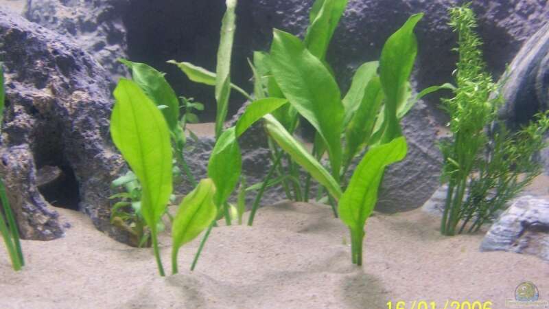 Pflanzen im Aquarium Becken 3860 von M (4)