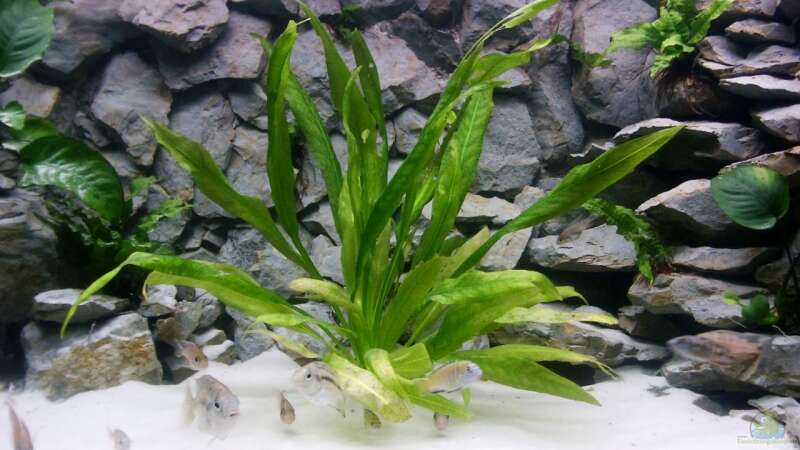 Echinodorus amazonicus    - Amazonas Schwertpflanze von Aquamichel (11)