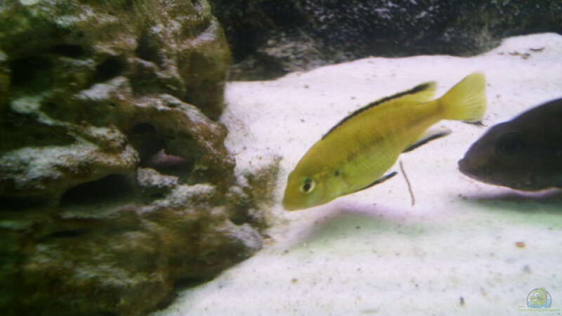 Labidochromis yellow von Jan Kaun (12)